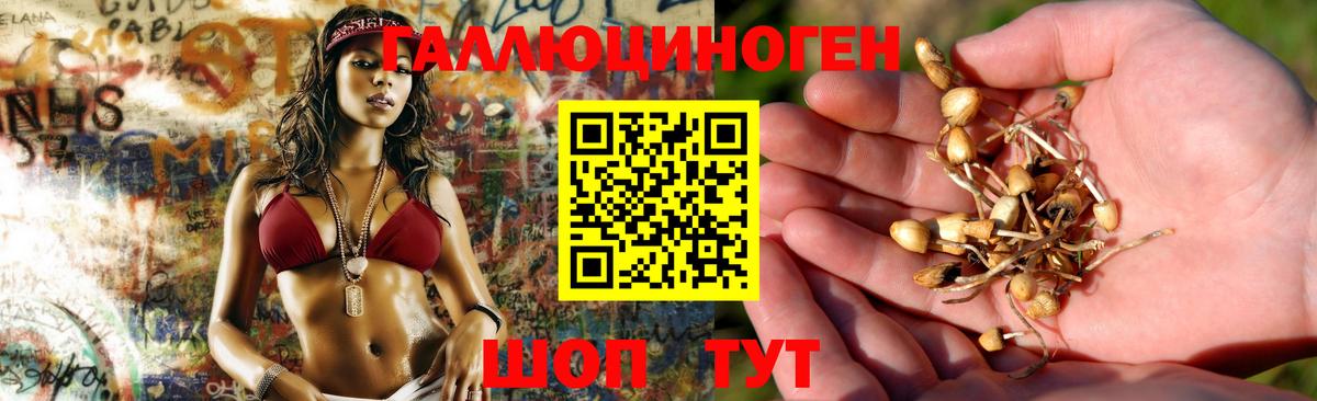 Псилоцибиновые грибы Psilocybe Александров